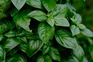 Basilic