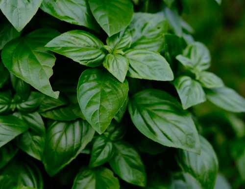 Basilic