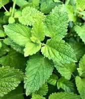 Menthe verte