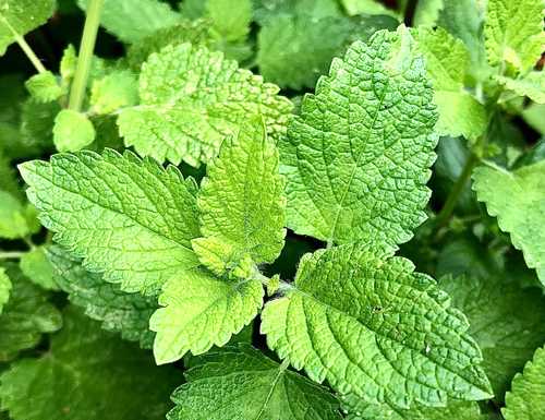 Menthe verte