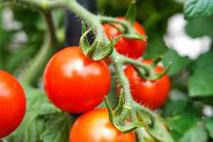 Tomate