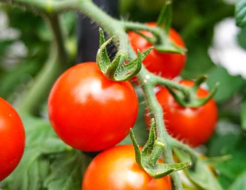 Tomate